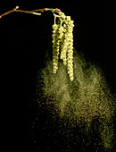 Wind dispersal of pollen from male Catkins