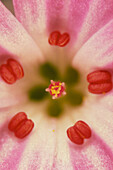 Flower of Geranium robertianum x5.1