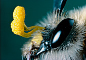 Head of bee with orchid pollen sacs
