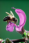 Bee pollinating wild sage
