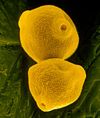 Birch pollen grains