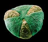 Pollen grain of Sycamore tree