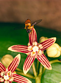 Fly pollinating Hoya flower