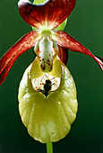Lady-slipper orchid pollinated by a bee