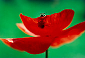 Macrophoto of a bee pollinating a poppy