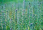 Bee pollinating viper's bugloss plants