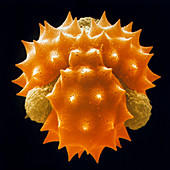 Pollen grain of a German chamomile flower