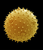Marrow pollen grain,SEM