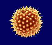 Marigold pollen grain,SEM