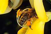 Whiplash pollination