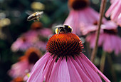 Bumble bee on a coneflower