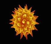 Dahlia flower pollen,SEM