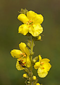 Bee feeding