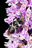 Bee pollinating a common-spotted orchid