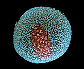 Plane tree pollen,SEM