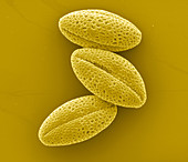 Oil seed rape pollen,SEM