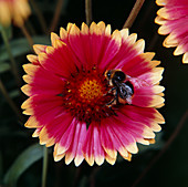 Bee pollinating Gaillardia flower