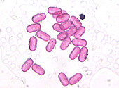 Pollen grains,light micrograph