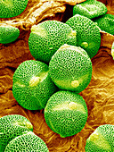 Cucumber pollen,SEM