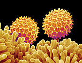 Morning glory pollen grains,SEM