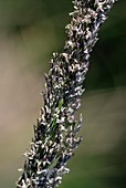 Grass pollen