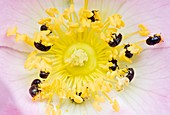 Common pollen beetles feeding