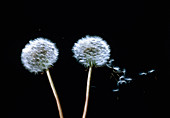 High-speed photo of wind dispersal of seeds