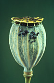 Ripe seed head of the field poppy