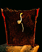 Germination of pea plant