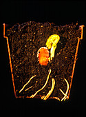 Germination of a broad bean seed