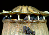 Ripe seed head of a field poppy