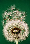 Seeds leaving a dandelion clock
