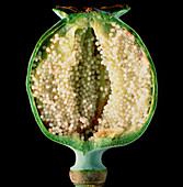 Cut seed capsule of opium poppy