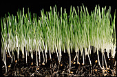 Wheat seedlings growing in soil