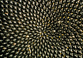 Pattern of seedhead of sunflower