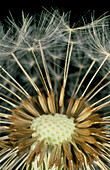 Seeds attached to a half-empty dandelion