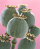 Poppy seed heads