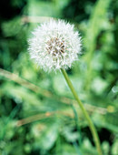 Dandelion seed-head
