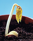 Germinating plant