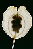 Field pennycress seed pod