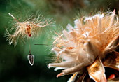 Spinningtop conebush seed