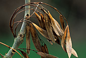 Ash tree seed cases (Fraxinus excelsior)