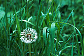 Dandelion seedhead (Taraxacum officinale)