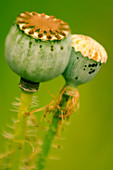 Corn poppy seed heads (Papaver rhoeas)