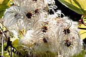 Old man's beard seed heads