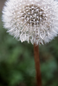 Dandelion seed head