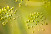 Thai celery seedheads