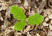 Sessile oak sapling (Quercus petraea)
