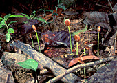 Seedlings on rainforest floor