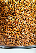 Wheat seeds,Triticum aestivum